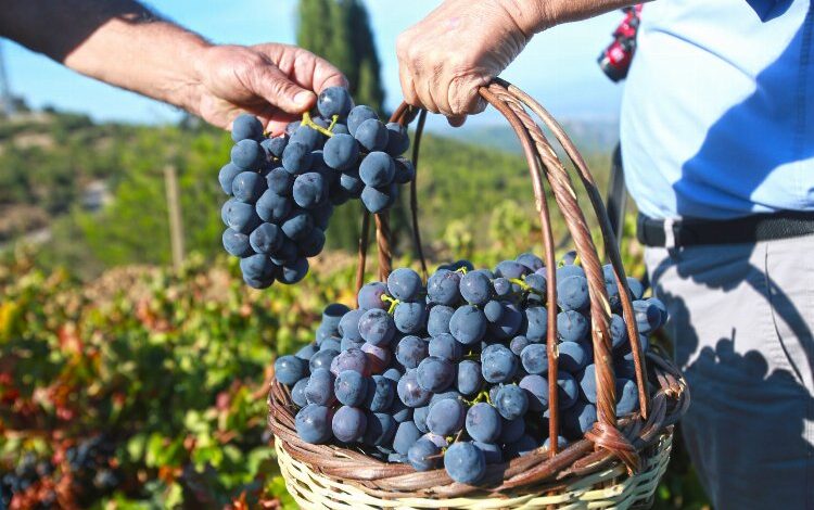 Kaliteli üzüm hasadını belediyeye borçlular! Kaliteli üzüm hasadını belediyeye borçlular!