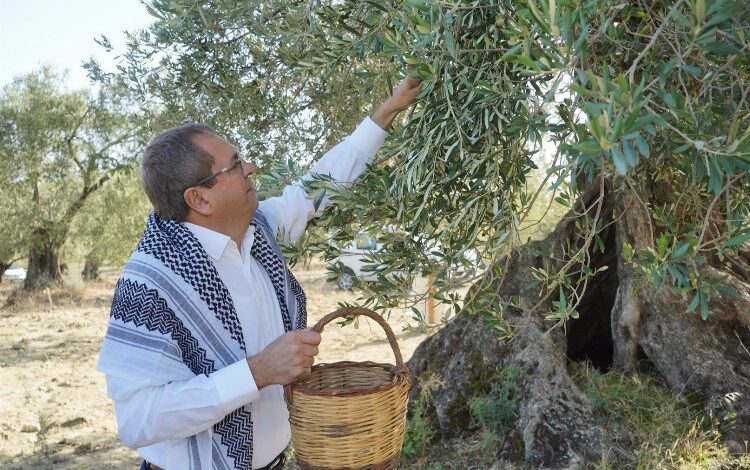 Ayvalık’tan ‘Dünya Zeytin Ağacı Günü’ mesajı