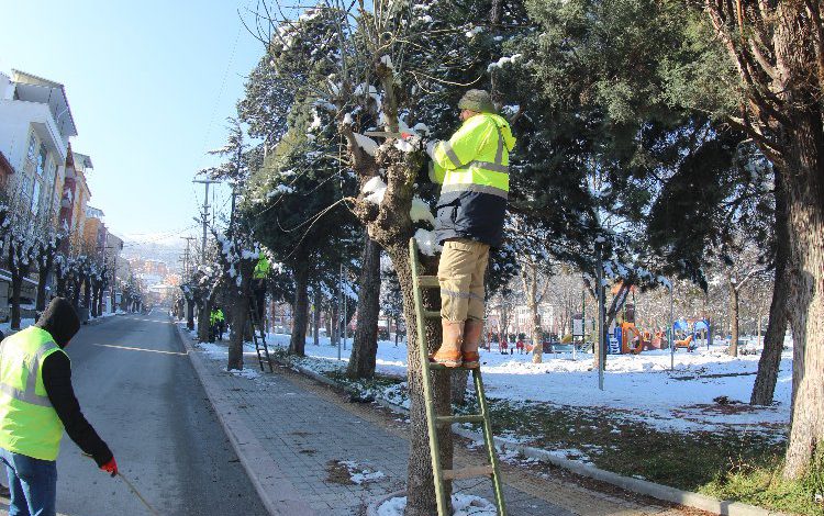 Kütahya’da ağaçlar budandı
