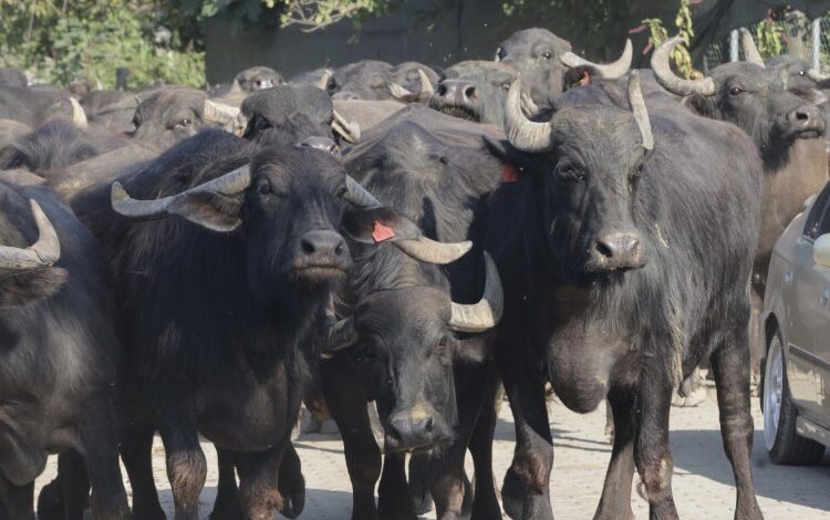 Kocaeli’den üreticilere damızlık manda boğası desteği Kocaeli’den üreticilere damızlık manda boğası desteği
