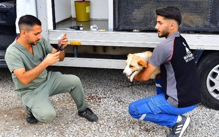 Bir yılda 25 bin kedi ve köpek kısırlaştırıldı Bir yılda 25 bin kedi ve köpek kısırlaştırıldı