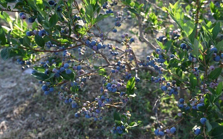 Bursa’da hibeli fide fidan başvuruları başladı