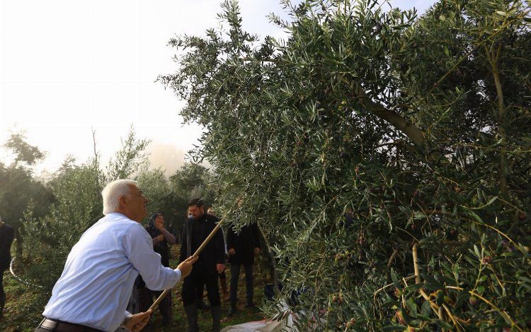 Muğla zeytinliklerin korunması için hukuki mücadele başlatıyor Muğla zeytinliklerin korunması için hukuki mücadele başlatıyor