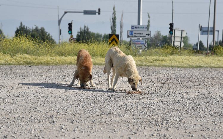 Sıcak havalarda hayvanları kuru mama ile besleyin Sıcak havalarda hayvanları kuru mama ile besleyin