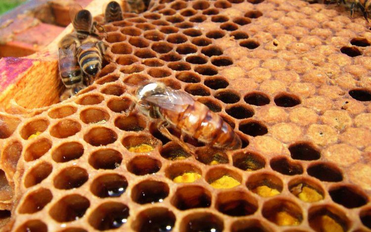 Ekosistemin en önemli parçası arılar Ekosistemin en önemli parçası arılar