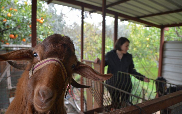 Muğla’da kadın girişimci Cansu Biçer keçi sayısını 1 yılda 20’ye çıkardı Muğla’da kadın girişimci Cansu Biçer keçi sayısını 1 yılda 20’ye çıkardı