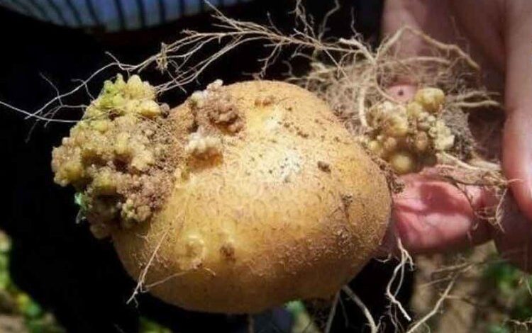 Tarım’dan patates hastalıklarına karşı yönetmelikler Tarım’dan patates hastalıklarına karşı yönetmelikler