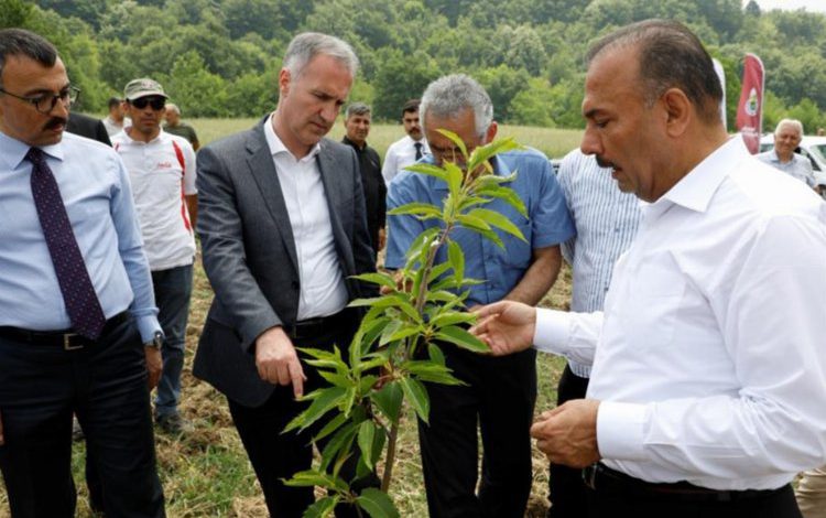 Bursa’da kestane İnegöl’de hayat bulacak Bursa’da kestane İnegöl’de hayat bulacak