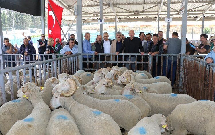 Manisa’da sürüleri iyileştirecek proje… Koçlar Büyükşehir’den
