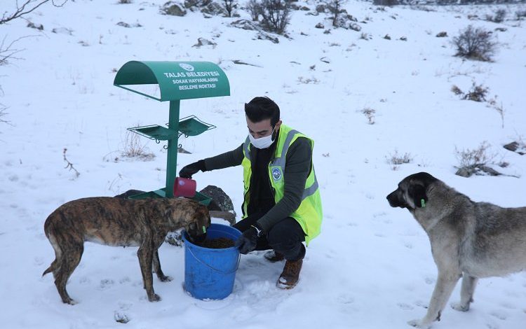 Kayseri Talas’ta sokak hayvanlarına yardım eli Kayseri Talas’ta sokak hayvanlarına yardım eli