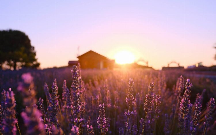 Sakarya Cennet Vadisi’nde ‘mor’ şölen Sakarya Cennet Vadisi’nde ‘mor’ şölen