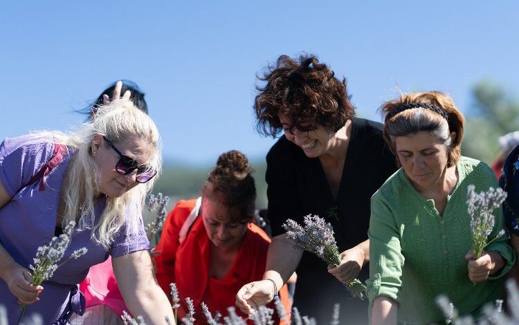 Lavanta seferberliği! Muhtarlar lavanta hasadı yaptı