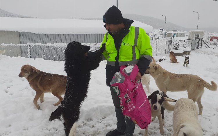 Sokakta yaşayan patili dostları İzmit Belediyesi yalnız bırakmıyor Sokakta yaşayan patili dostları İzmit Belediyesi yalnız bırakmıyor