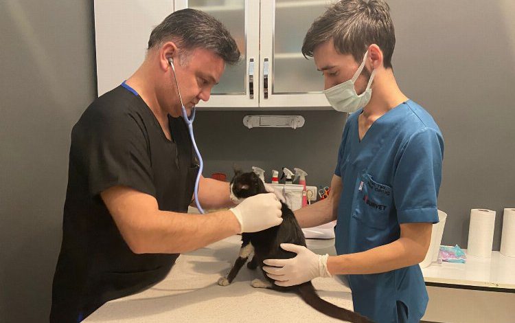 Koronavirüs hayvanları da vurdu!