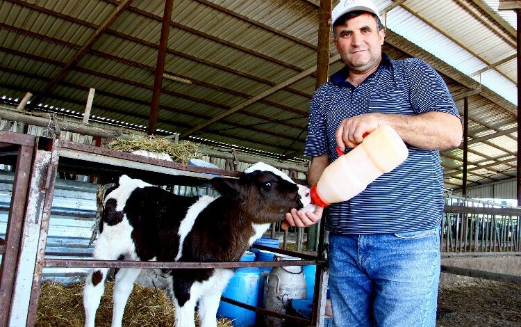 Bursa Yenişehir’de buzağı desteklemeleri hesaplara yattı Bursa Yenişehir’de buzağı desteklemeleri hesaplara yattı