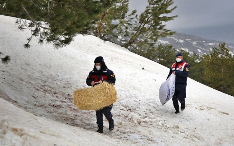 Elazığ’da jandarma yaban hayvanları aç bırakmıyor