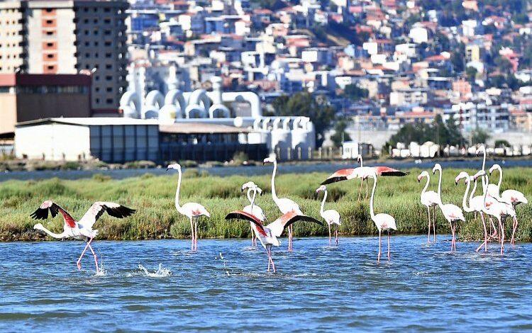 Doğaseverler İzmir’de bu festivali bekliyor Doğaseverler İzmir’de bu festivali bekliyor