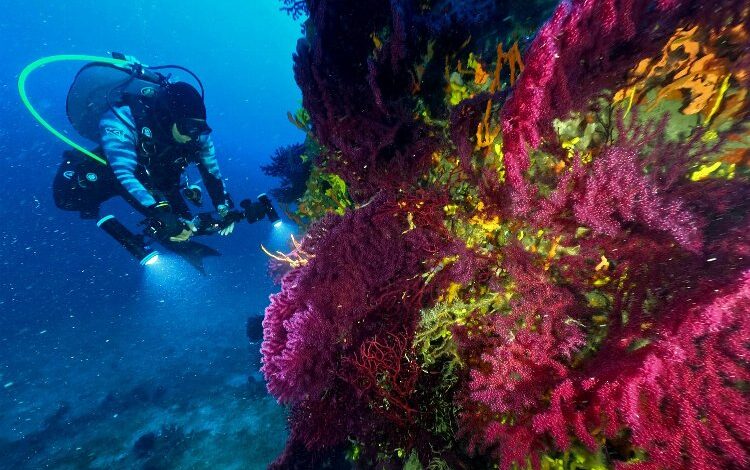 Kırmızı mercanlar dünyaya tanıtılacak Kırmızı mercanlar dünyaya tanıtılacak