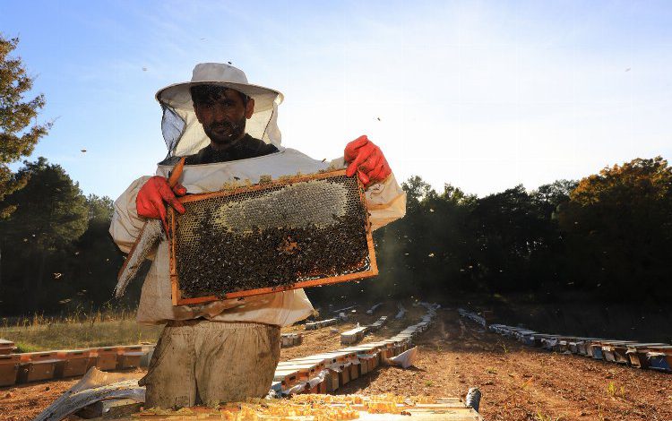Muğla Büyükşehir arıcıları destekliyor Muğla Büyükşehir arıcıları destekliyor