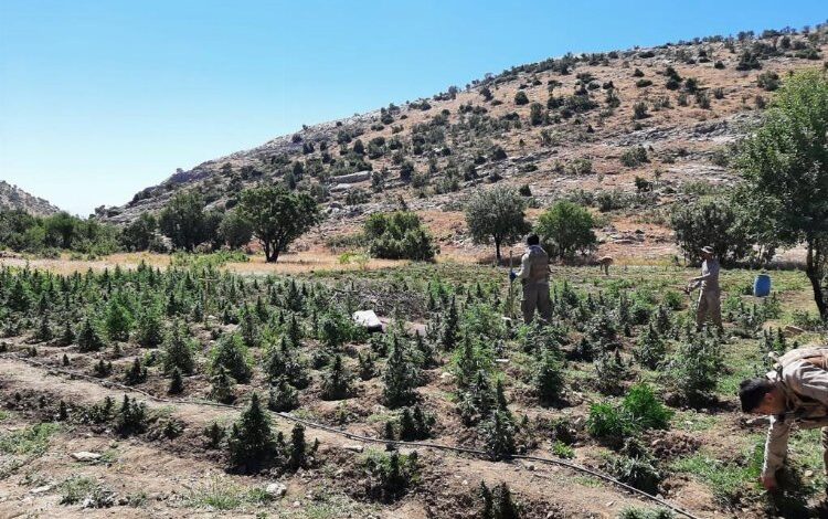 Terörün finansmanı uyuşturucu ile mücadele sürüyor Terörün finansmanı uyuşturucu ile mücadele sürüyor