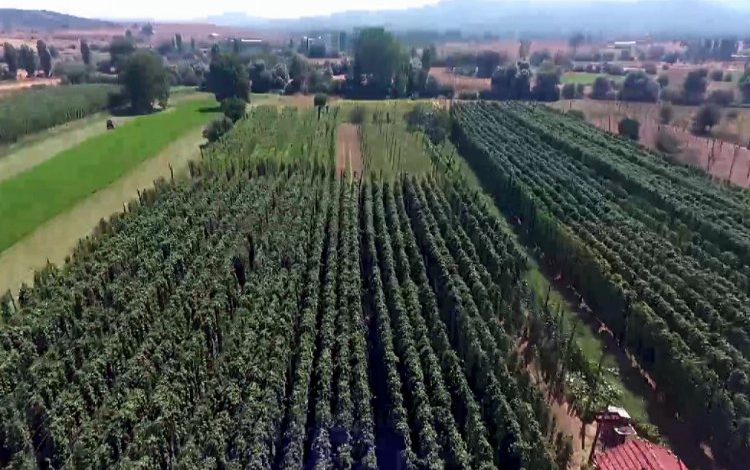 Bitki şerbetçi otu hasadı başladı