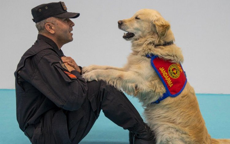 Jandarma’nın kahraman köpeğinden ‘Olgun’ marifetler