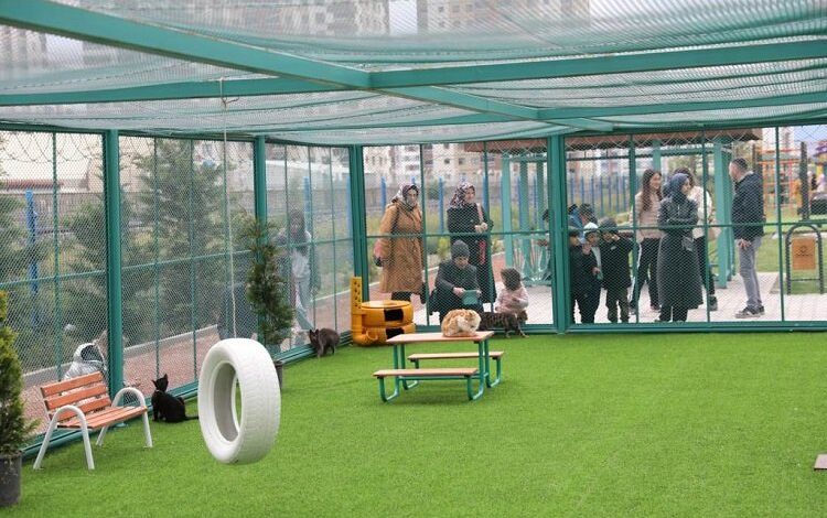 Kayseri Kocasinan’ın ‘Kedi Kasabası’na yabancı ilgisi Kayseri Kocasinan’ın ‘Kedi Kasabası’na yabancı ilgisi