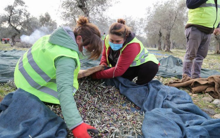 Balıkesir Edremit’te 60 bine yakın zeytin ağacı Balıkesir Edremit’te 60 bine yakın zeytin ağacı