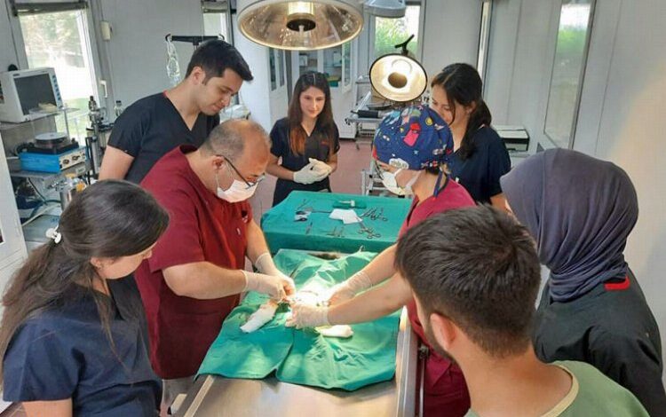 Bursa’da aracın çarptığı kedi operasyonla hayata tutundu Bursa’da aracın çarptığı kedi operasyonla hayata tutundu