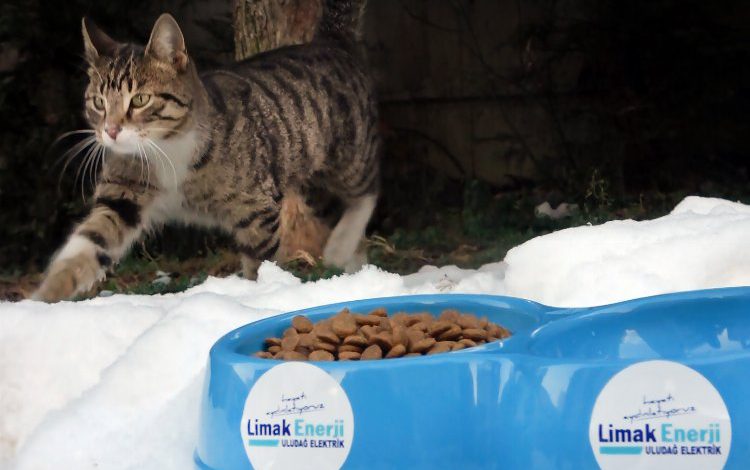 Limak Enerji, sokak hayvanlarını unutmuyor Limak Enerji, sokak hayvanlarını unutmuyor