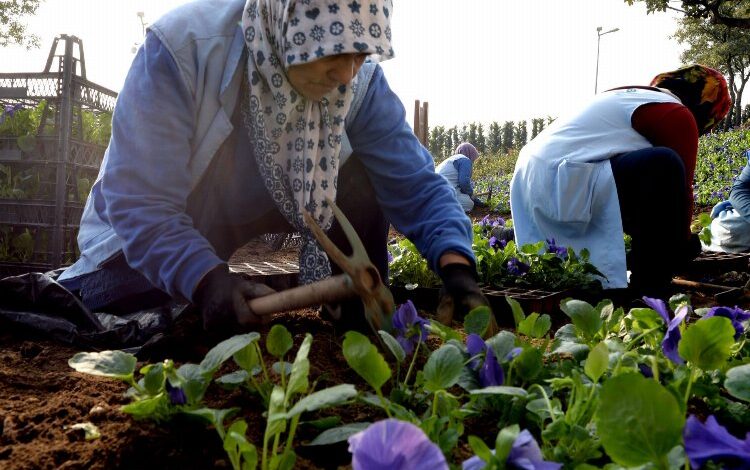Bursa Osmangazi’de 400 bin çiçek toprakla buluşuyor