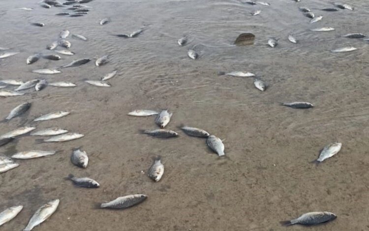 Batman Gercüş’te binlerce balık telef oldu Batman Gercüş’te binlerce balık telef oldu