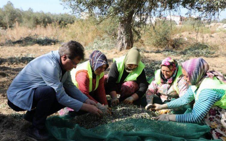 Edremit’te zeytin hasadı başladı Edremit’te zeytin hasadı başladı