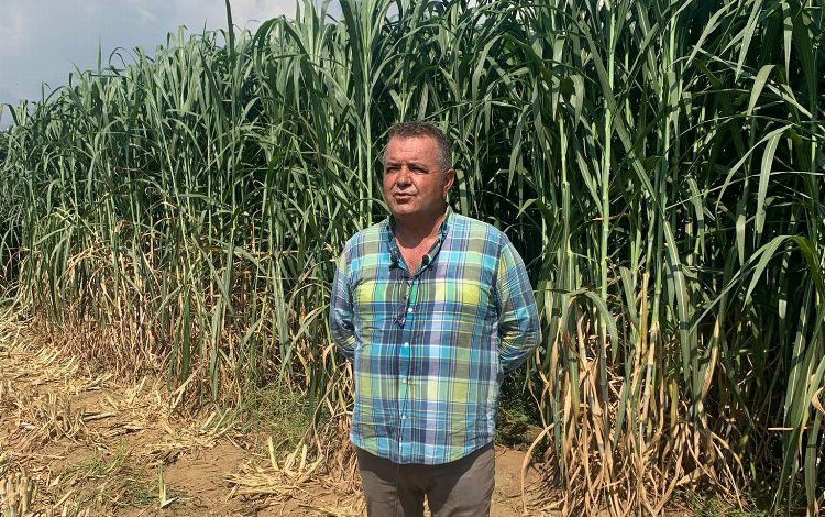 İzmir’de tarım ve hayvancılıkta rekor kıran hasat İzmir’de tarım ve hayvancılıkta rekor kıran hasat