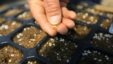 Muğla’dan 18 milyon tohum dağıtıldı