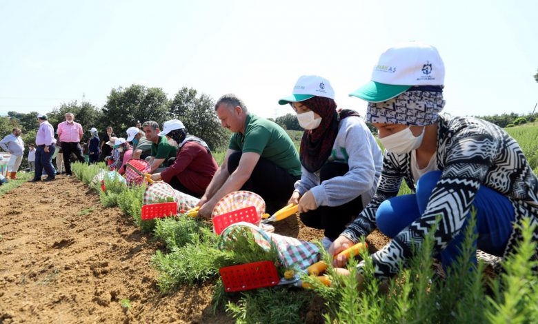 Kocaeli’nin biberiyelerinde hasat zamanı Kocaeli’nin biberiyelerinde hasat zamanı