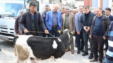 Manisa Kulalı hayvan üreticilerine önemli destek