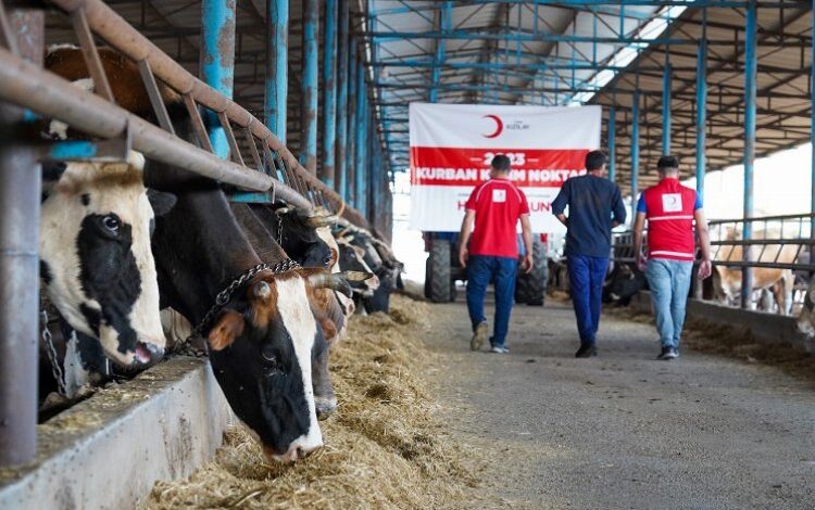 Türk Kızılayı kurban kesimlerini başlattı