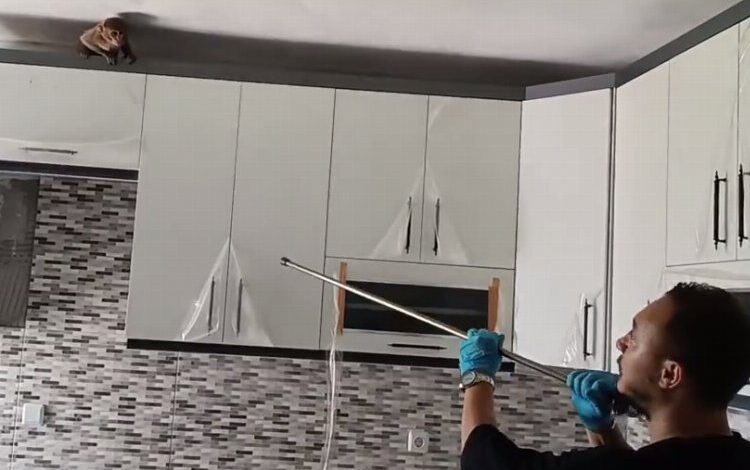 Bursa’da eve giren maymun korumaya alındı! Bursa’da eve giren maymun korumaya alındı!