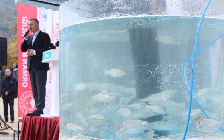 İzmit Körfezi’ne 6 bin balık salındı