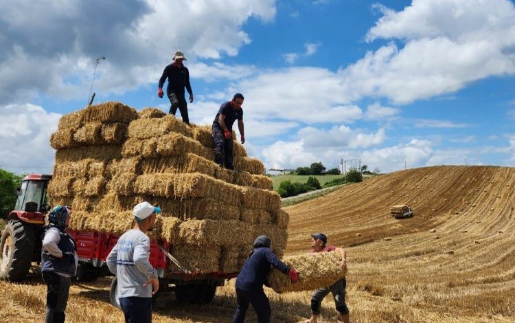 İzmit buğday balyalarını üreticilerle paylaşacak İzmit buğday balyalarını üreticilerle paylaşacak