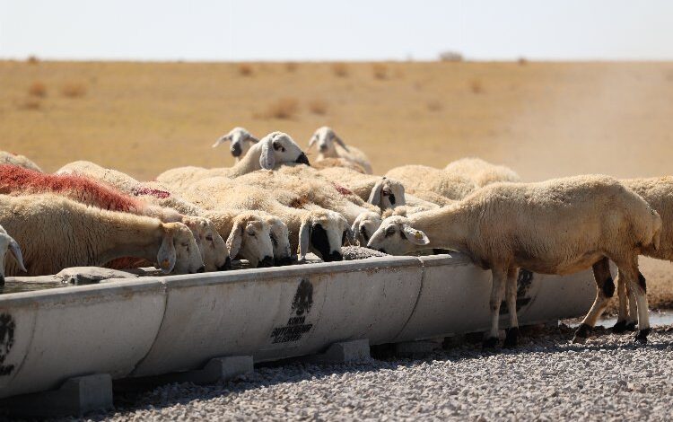 Konya hazırladığı sıvatlarla hayvanlara can suyu oluyor
