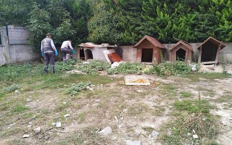 Esenyurt’taki kemirgen sorununa hızlı müdahale Esenyurt’taki kemirgen sorununa hızlı müdahale