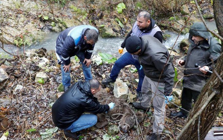 Bursa İnegöl’de dereye yuvarlanan ayı kurtarıldı Bursa İnegöl’de dereye yuvarlanan ayı kurtarıldı