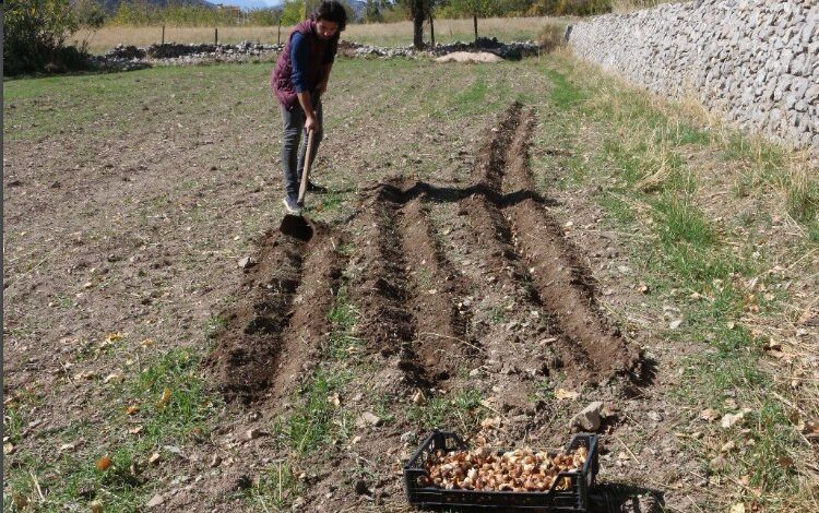 Antalyalı üreticilere lale soğanı dağıtıldı Antalyalı üreticilere lale soğanı dağıtıldı