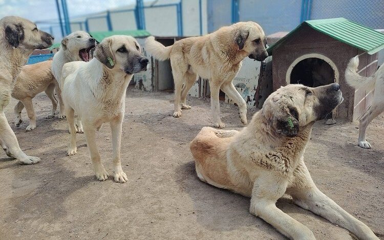 Depremzede can dostlara Kayseri’den yardım eli