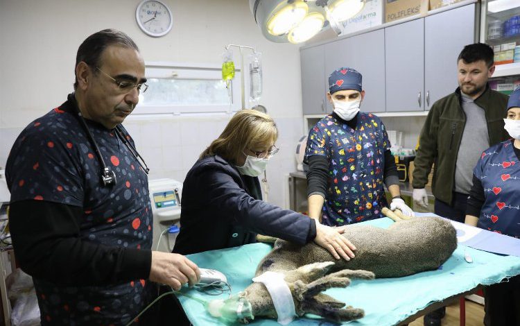 Gaziantep’te yaralanan karaca tedavi altına alındı Gaziantep’te yaralanan karaca tedavi altına alındı