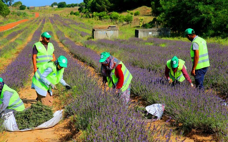 Sakarya’da ‘mor’ hasat büyülüyor Sakarya’da ‘mor’ hasat büyülüyor