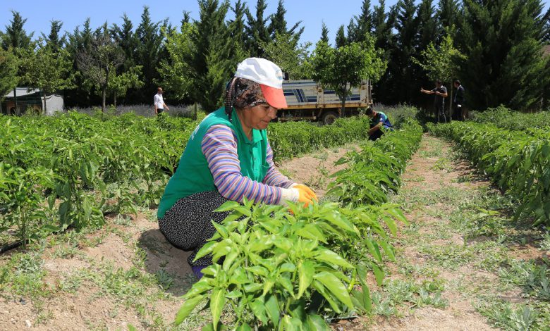 Ata tohumları ihtiyaç sahiplerinin sofrasında