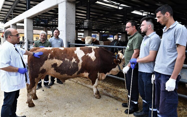 Bursa Osmangazi’de kaçan kurbanlıklar onlara emanet